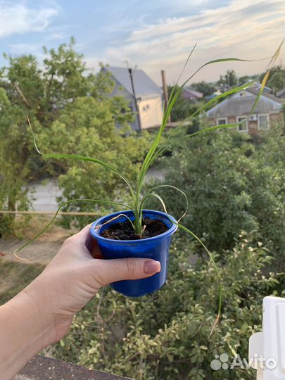 Бутылочное дерево