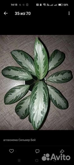 Аглаонема Сильвер бей