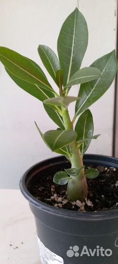 Адениум абессум махровый и постой