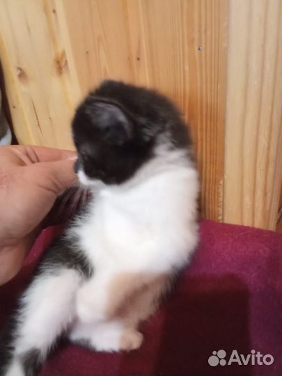 Кошки бесплатно