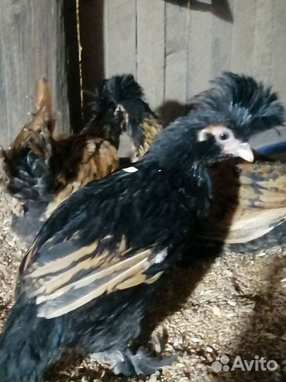 Павловское золото и серебро