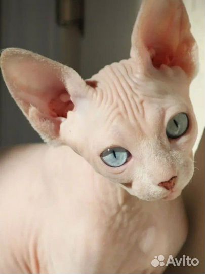 Канадский сфинкс котята