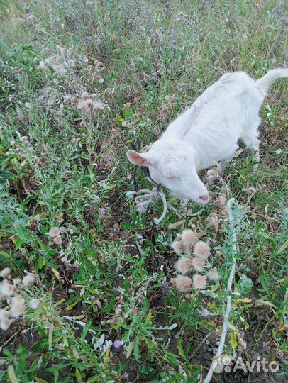 Козы и козлята