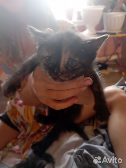 Котята в добрые руки даром
