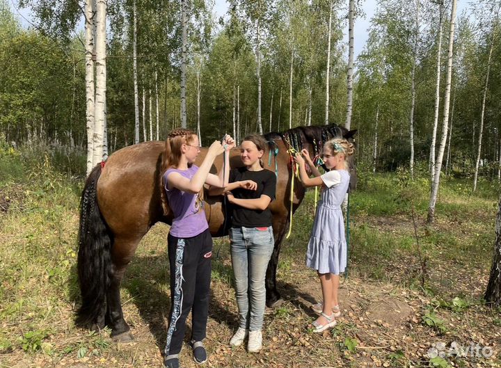 Конные прогулки, прокат лошадей, иппотерапия