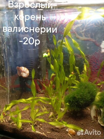 Аквариумные рыбки и растения