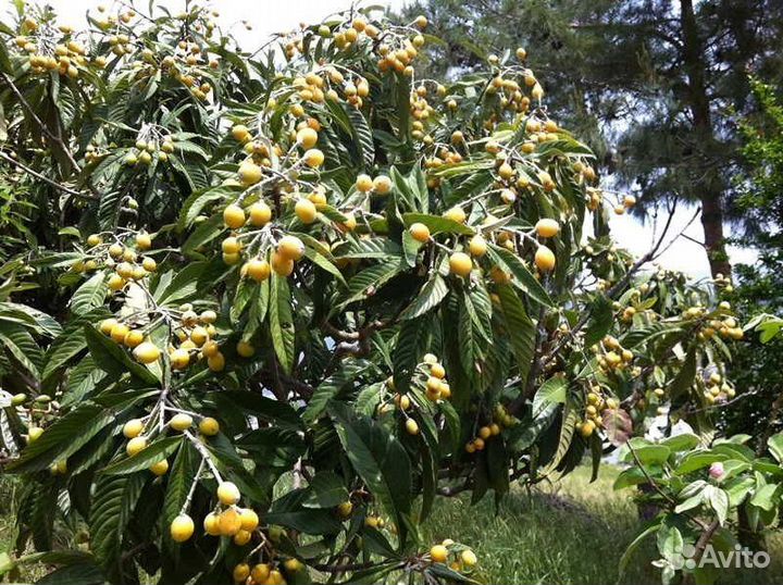 Саженцы черешни дрогана желтая