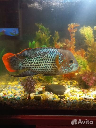 Акара бирюзовая