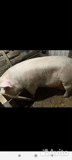 Свиноматки