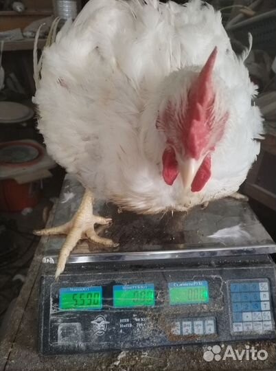 Цыплята бройлеры кобб 700