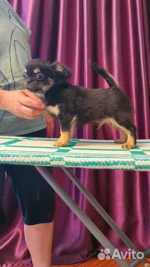 Щенки чихуахуа