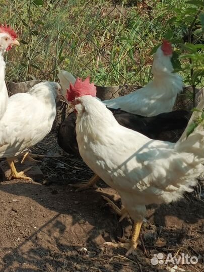Продаются петухи
