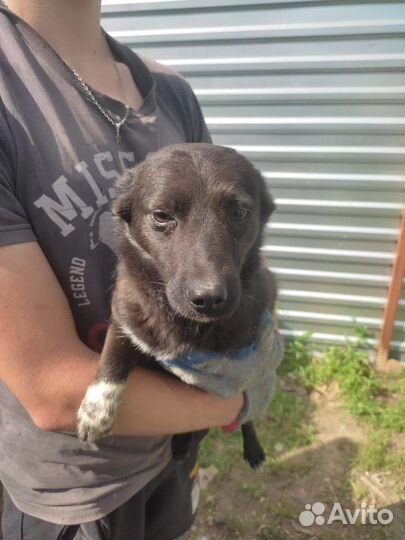 Собаки бесплатно в добрые руки