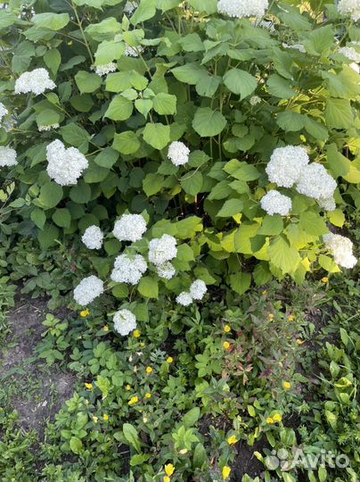 Гортензия Аннабель/ ирисы и др