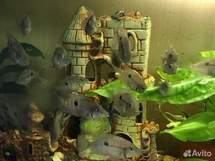 Цихлазома Мекка