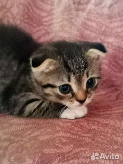 Шотландский вислоухий котёнок