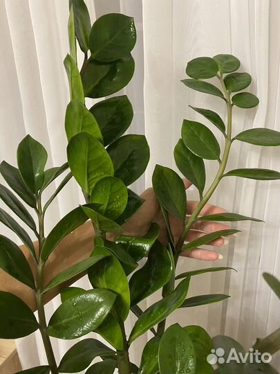 Замиокулькас 120 см