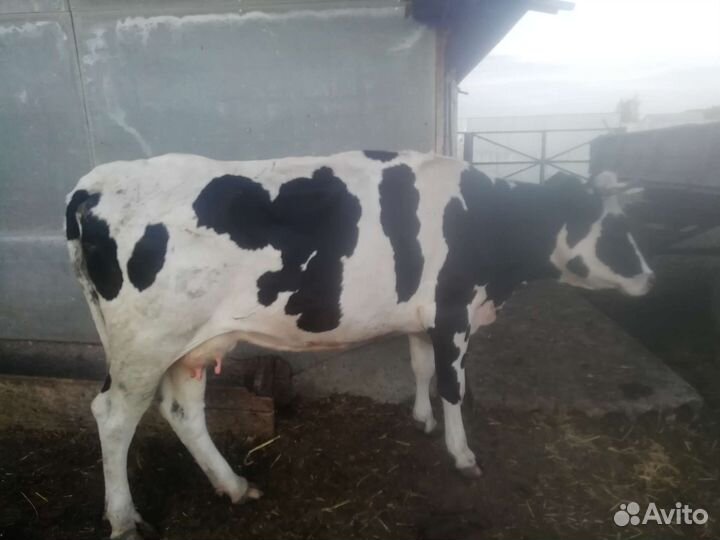 Корова дойная