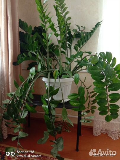 Замиокулькас