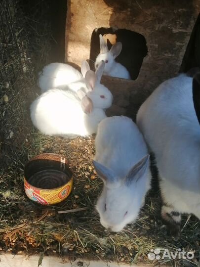 Крольчата
