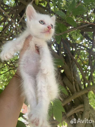 Котенок Джерри. Курильский бобтейл