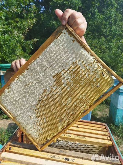 Мед цветочный урожай 2023г