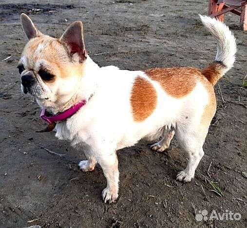 Чихуахуа кобельки вязка