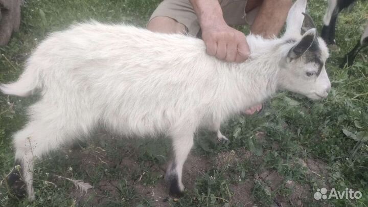 Козлики 2шт