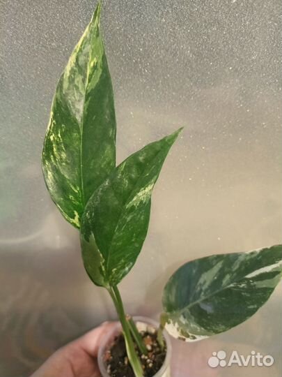 Эпипремнум пиннатум вайт