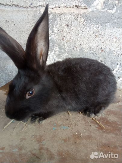 Крольчата порода велекан