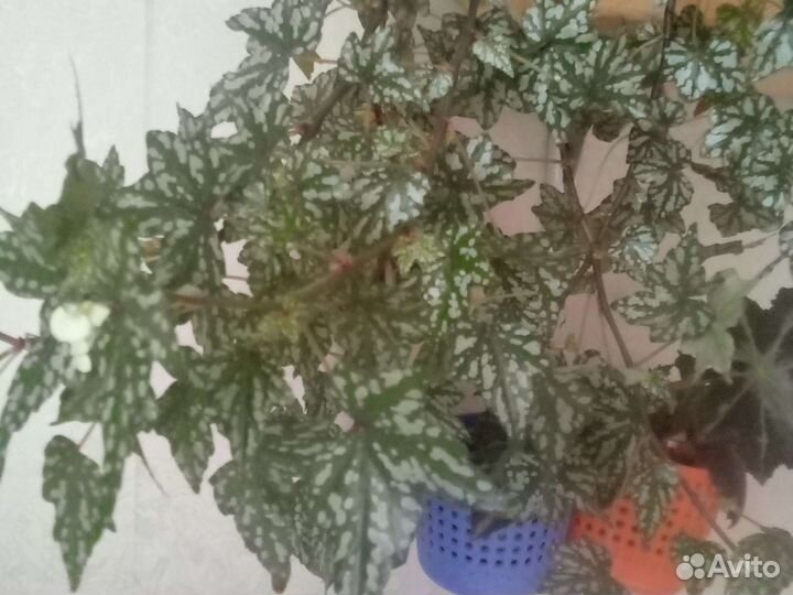 Бегонии декоративно лиственные, сортовые