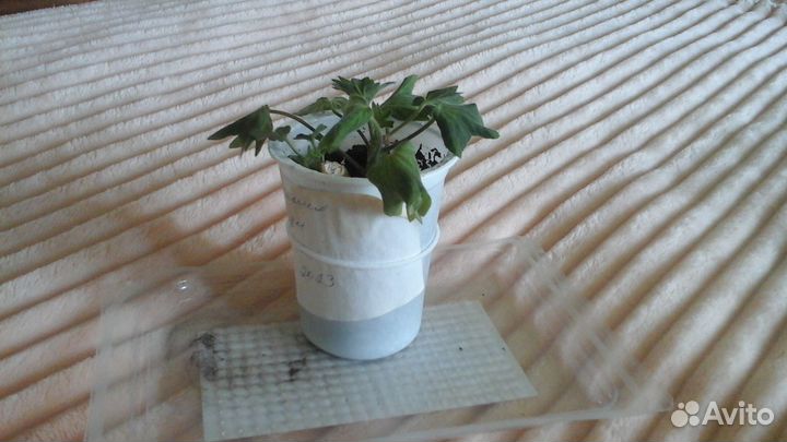 Герань пеларгония стеллар