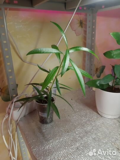 Олеандр, абутилон