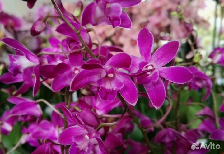 Орхидея дендробиум