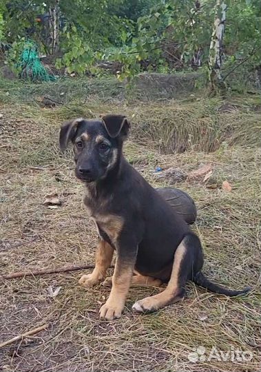 Собака в добрые руки щенок