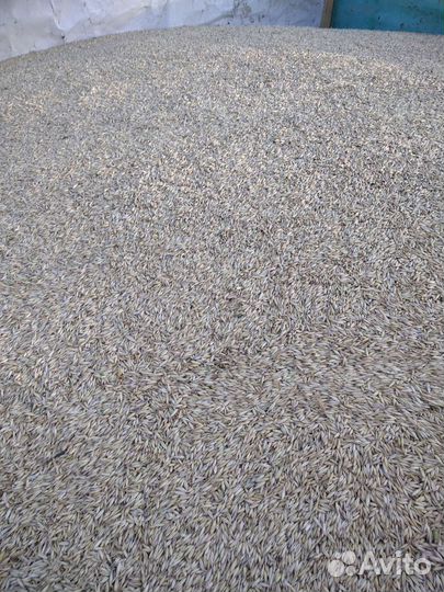 Продам зерно овес