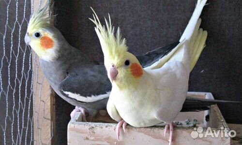 Корелла-нимфа