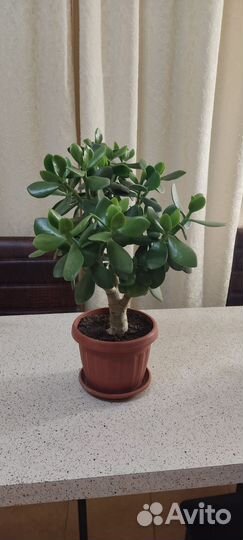 Денежное дерево толстянка крассула