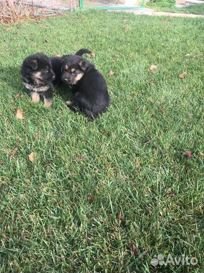 Щенки немецкой овчарки