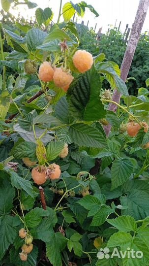 Саженцы малины