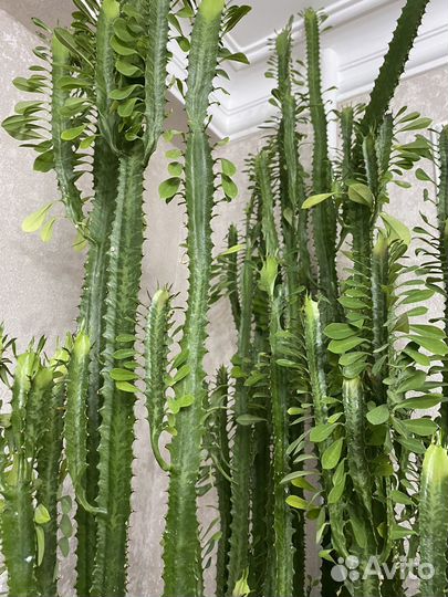 Молочай трехгранный