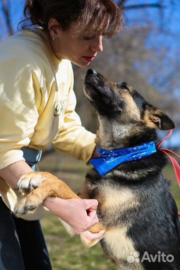 Овчаристый мальчик в добрые руки