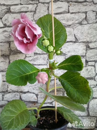 Глоксиния махровая цветущая