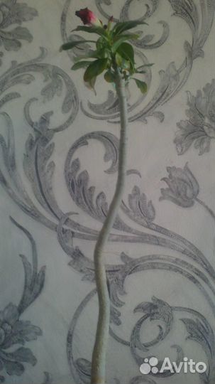 Адениум Black War