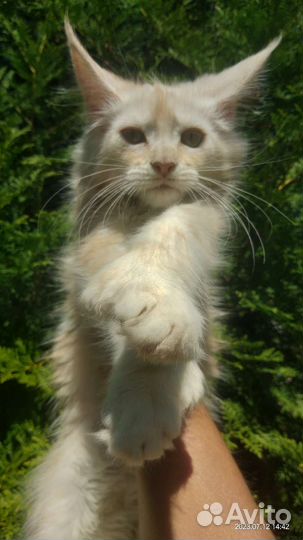 Солнечные мальчики Мейн-кун