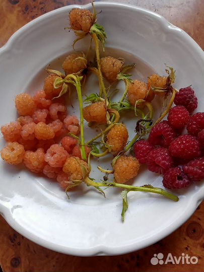 Саженцы малины