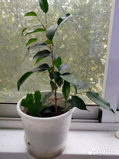 Комнатные домашние растения Фикус