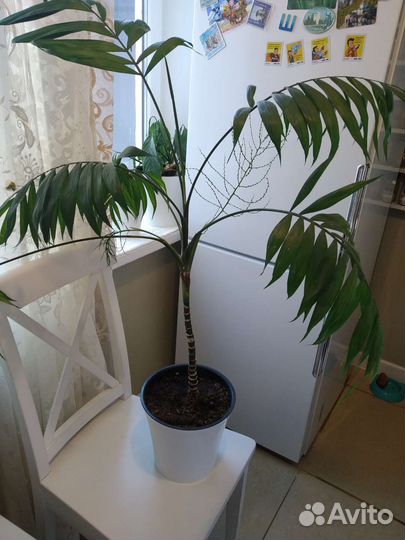 Пальма, каланхоэ и др