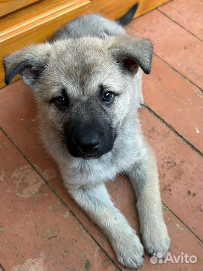 Щенок Мальчик 1,5 месяца