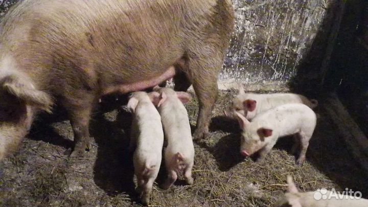 Белый русский